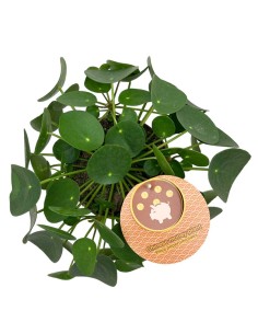 PILEA PEPEROMOIDES "Pianta della Moneta" Vaso 15 cm 2