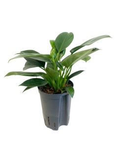 IDROCOLTURA PHILODENDRON 'GREEN PRINCESS' V 15-19