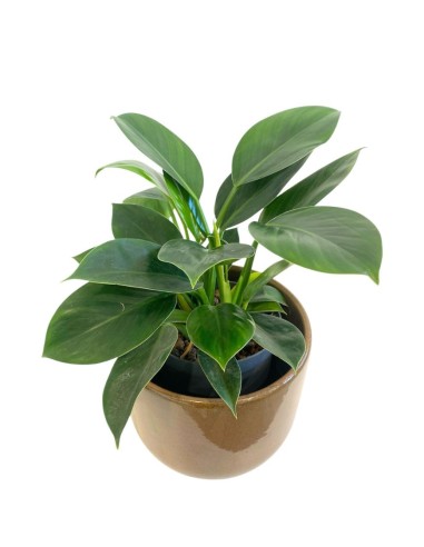 IDROCOLTURA PHILODENDRON 'GREEN PRINCESS' V 15-19