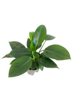 IDROCOLTURA PHILODENDRON 'GREEN PRINCESS' V 15-19 2