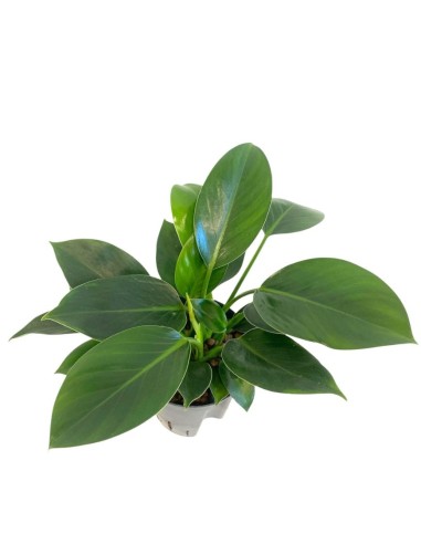IDROCOLTURA PHILODENDRON 'GREEN PRINCESS' V 15-19