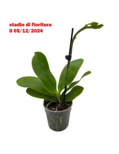 ORCHIDEA PROFUMATA 'LIODORO' 1 stelo,  vaso 12 cm