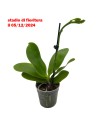 ORCHIDEA PROFUMATA 'LIODORO' 1 stelo,  vaso 12 cm