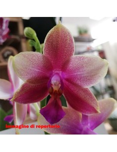 ORCHIDEA PROFUMATA 'LIODORO' 1 stelo,  vaso 12 cm 2