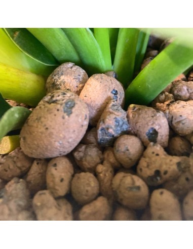 IDROCOLTURA SCINDAPSUS (EPIPREMNUM) 'GOLDEN POTHOS'