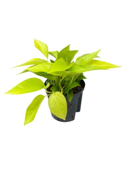 IDROCOLTURA SCINDAPSUS (EPIPREMNUM) 'GOLDEN POTHOS'