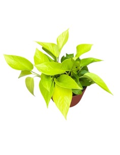 IDROCOLTURA SCINDAPSUS (EPIPREMNUM) 'GOLDEN POTHOS' 2