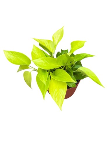 IDROCOLTURA SCINDAPSUS (EPIPREMNUM) 'GOLDEN POTHOS'