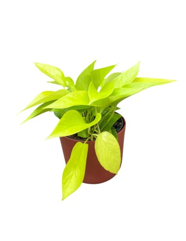 IDROCOLTURA SCINDAPSUS (EPIPREMNUM) 'GOLDEN POTHOS'
