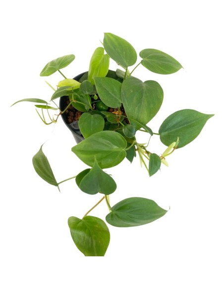 IDROCOLTURA PHILODENDRON SCANDENS Vaso. 13/12CM