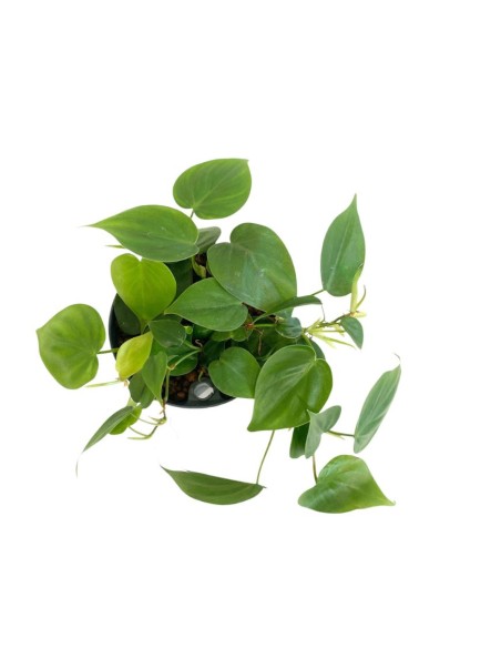 IDROCOLTURA PHILODENDRON SCANDENS Vaso. 13/12CM