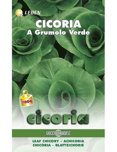 CICORIA GRUMOLO VERDE LBM