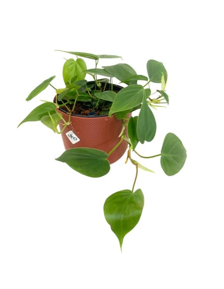 IDROCOLTURA PHILODENDRON SCANDENS Vaso. 13/12CM