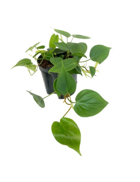 IDROCOLTURA PHILODENDRON SCANDENS Vaso. 13/12CM