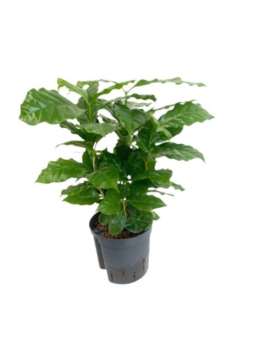 IDROCOLTURA COFFEA ARABICA (Pianta del Caffè) 13/12CM