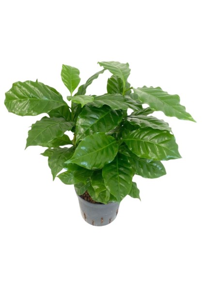 IDROCOLTURA COFFEA ARABICA (Pianta del Caffè) 13/12CM