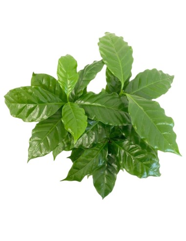 IDROCOLTURA COFFEA ARABICA (Pianta del Caffè) 13/12CM