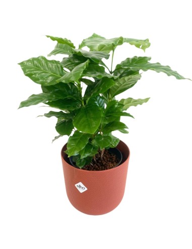 IDROCOLTURA COFFEA ARABICA (Pianta del Caffè) 13/12CM