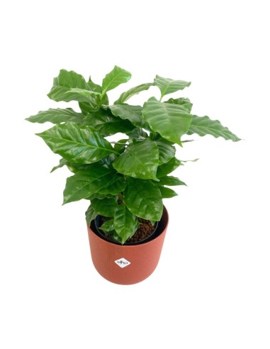 IDROCOLTURA COFFEA ARABICA (Pianta del Caffè) 13/12CM