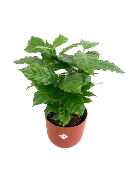 IDROCOLTURA COFFEA ARABICA (Pianta del Caffè) 13/12CM