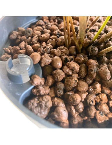 IDROCOLTURA COFFEA ARABICA (Pianta del Caffè) 13/12CM