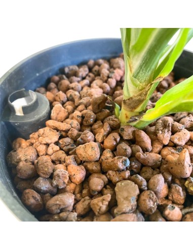 IDROCOLTURA PEPEROMIA ROTUNDIFOLIA, Vaso. 13/12CM