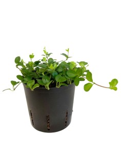 IDROCOLTURA PEPEROMIA ROTUNDIFOLIA, Vaso. 13/12CM