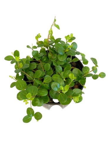 IDROCOLTURA PEPEROMIA ROTUNDIFOLIA, Vaso. 13/12CM