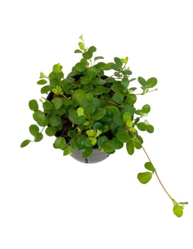 IDROCOLTURA PEPEROMIA ROTUNDIFOLIA, Vaso. 13/12CM