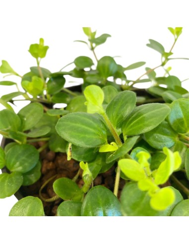 IDROCOLTURA PEPEROMIA ROTUNDIFOLIA, Vaso. 13/12CM