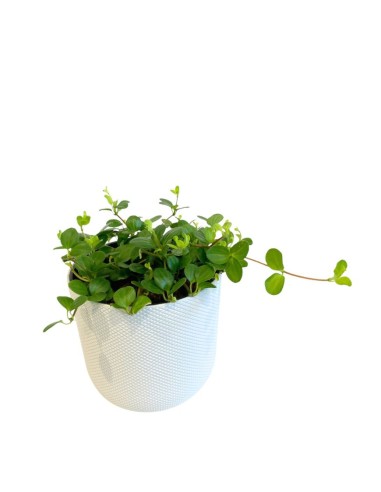 IDROCOLTURA PEPEROMIA ROTUNDIFOLIA, Vaso. 13/12CM