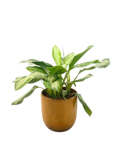 IDROCOLTURA AGLAONEMA 'SILVER BAY' Vaso 22/19CM