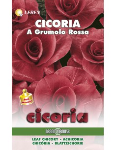 SEMI DI CICORIA GRUMOLO ROSSA facile da coltivare