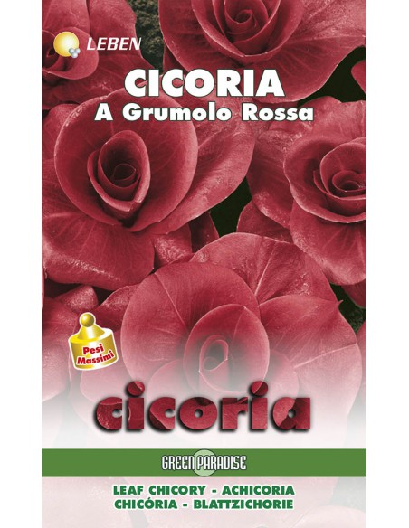 SEMI DI CICORIA GRUMOLO ROSSA facile da coltivare