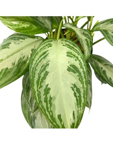 IDROCOLTURA AGLAONEMA 'SILVER BAY' Vaso 22/19CM