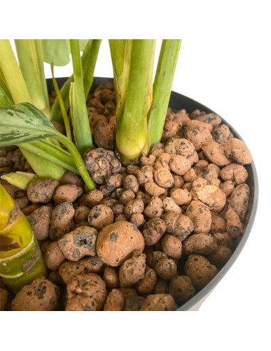 IDROCOLTURA AGLAONEMA 'SILVER BAY' Vaso 22/19CM