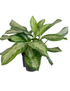 IDROCOLTURA AGLAONEMA 'SILVER BAY' Vaso 22/19CM 2