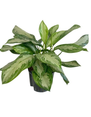 IDROCOLTURA AGLAONEMA 'SILVER BAY' Vaso 22/19CM