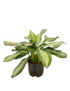 IDROCOLTURA AGLAONEMA 'SILVER BAY' Vaso 22/19CM