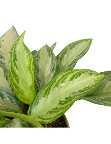 IDROCOLTURA AGLAONEMA 'SILVER BAY' Vaso 22/19CM