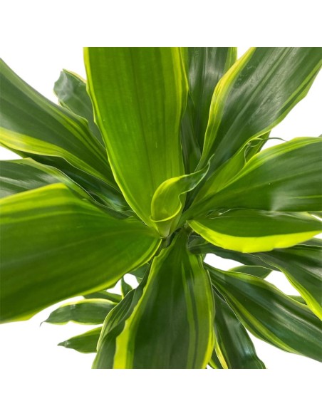 IDROCOLTURA DRACAENA FRAGRANS 'GOLDEN COAST'