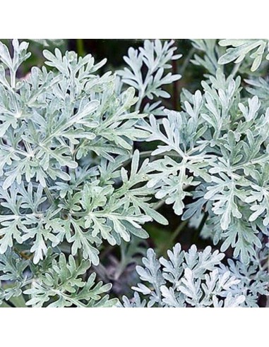 ASSENZIO (Artemisia absinthium) Diametro vaso 14 cm