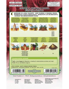 SEMI DI CICORIA GRUMOLO ROSSA facile da coltivare 2