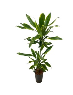 IDROCOLTURA DRACAENA FRAGRANS 'GOLDEN COAST'