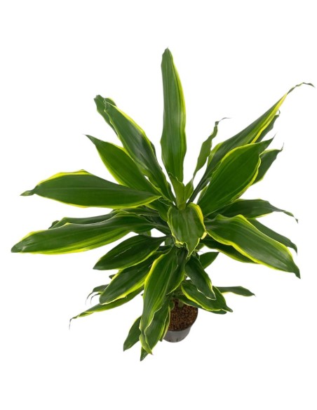 IDROCOLTURA DRACAENA FRAGRANS 'GOLDEN COAST'
