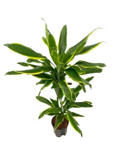 IDROCOLTURA DRACAENA FRAGRANS 'GOLDEN COAST' 2