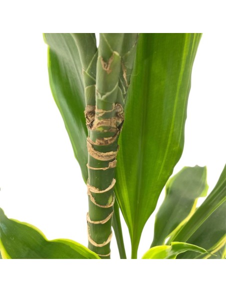 IDROCOLTURA DRACAENA FRAGRANS 'GOLDEN COAST'