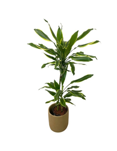 IDROCOLTURA DRACAENA FRAGRANS 'GOLDEN COAST'
