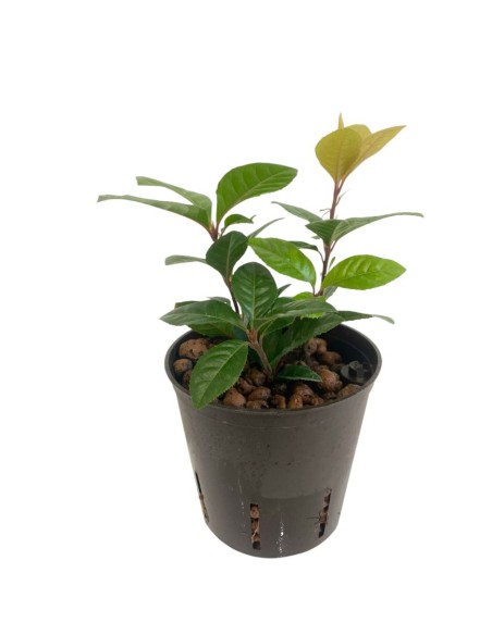 IDROCOLTURA ARDISIA MALOUIANA, Vaso 13/12CM