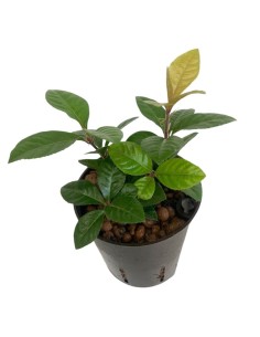 IDROCOLTURA ARDISIA MALOUIANA, Vaso 13/12CM 2